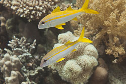 BD-150223-Sharm-6390-Mulloidichthys-vanicolensis-(Valenciennes.-1831)-[Yellowfin-goatfish].jpg